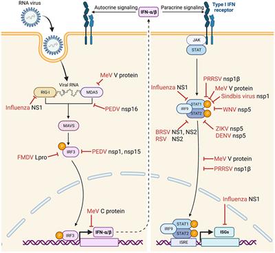 Reprogramming viral immune evasion for a rational design of next-generation vaccines for RNA viruses